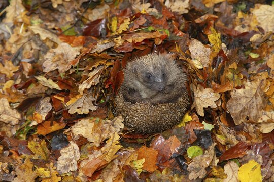 European hedgehog (Erinaceus europaeus) adult resting on fallen Autumn leaves, Suffolk, England, United Kingdom