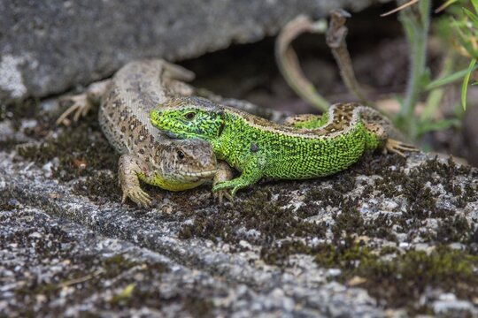 Sand lizard (Lacerta agilis) pair of animals on a wall, male (right) lays head on female, Baden-W&uuml;rttemberg, Germany
