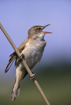 Great reed warbler (Acrocephalus arundinaceus) singing