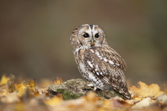Tawny owl (Strix aluco) adult bird on fallen leaves in a woodland in the autumn, England, United Kingdom