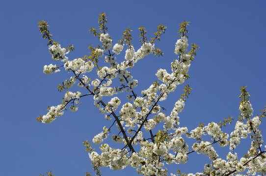 Stick with cherry blossoms in spring