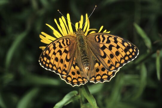 High Brown Fritillary (Fabriciana adippe)