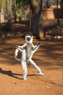 Verreaux's sifaka (Propithecus verreauxi), tant on the ground, Berenty Reserve, South Madagascar, Madagascar