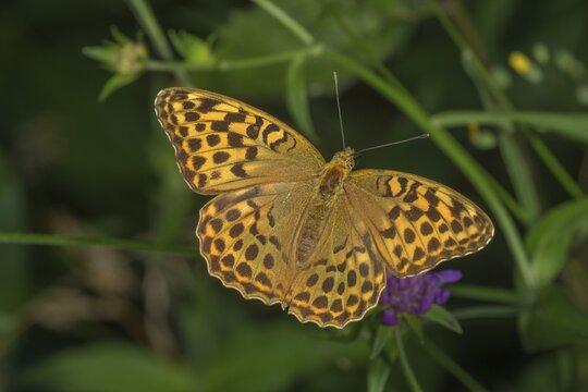 Silver washed fritillary (Argynnis paphia) female with normal colouration on a flower, Baden-W&uuml;rttemberg, Germany