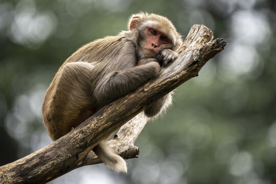 Rhesus macaque (Macaca mulatta) lying on a branch, Germany