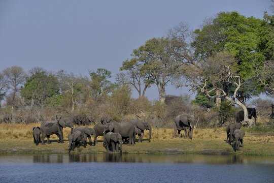 Elephant (Loxodonta africana) herd on the Cuando River, Bwabwata National Park, Zambezi Region, Caprivi Strip, Namibia