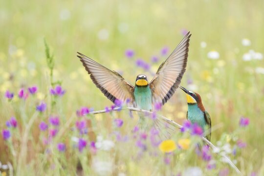 Bee-eaters (Merops apiaster), breeding pair in flower meadow, region of Extremadura, Spain