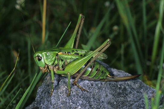 Wart biter (Decticus verrucivorus), female