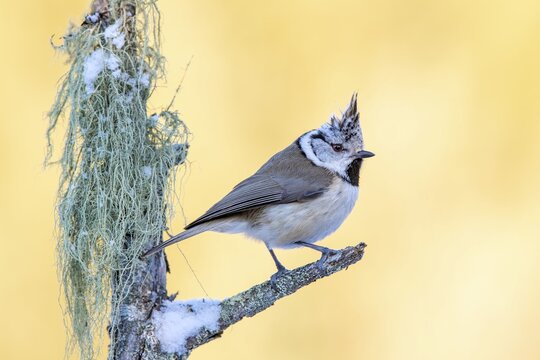 Crested tit (Parus cristatus), sitting on a branch in winter, Terfens, Tyrol, Austria
