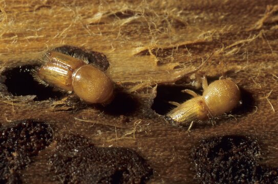 European Spruce Bark Beetle (Ips typographus), complete yet not fully coloured beetles