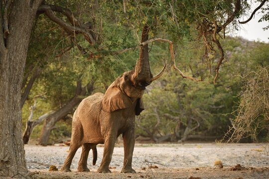 Desert elephant (Loxodonta africana) tears leaves and branches from a tree, Huab River, Namibia
