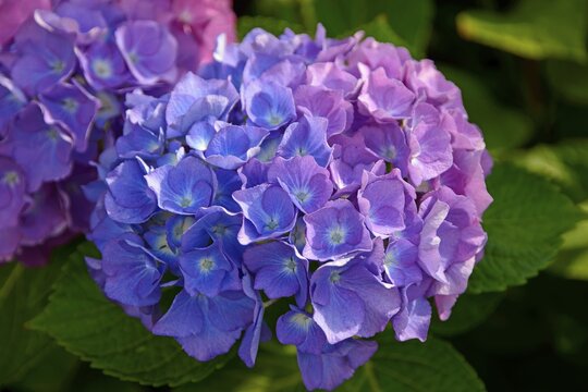 Blooming blue Hortensia (Hydrangea), Lower Saxony, Germany