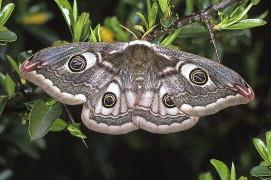 Emperor Moth (Pavonia pavonia)