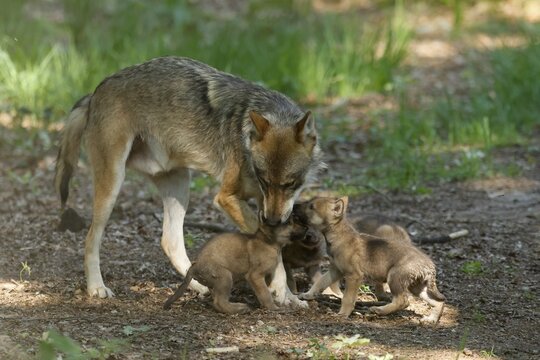 European gray wolf (Canis lupus) alpha wolf with pups, Germany