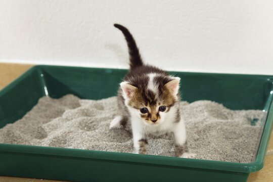 Young cats (Felis silvestris catus) on the klo, 4 weeksGermany
