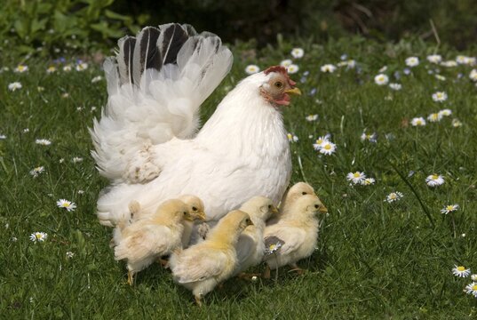 Japanese Bantam or Chabo hen with chicks, Schwaz, Tyrol, Austria, Europe