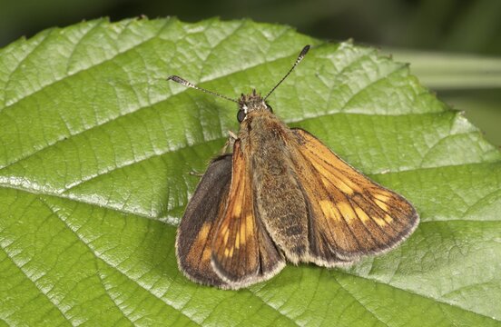 Silver-spotted Skipper (Hesperia comma), Untergr&ouml;ningen, Abtsgmuend, Baden-W&uuml;rttemberg, Germany