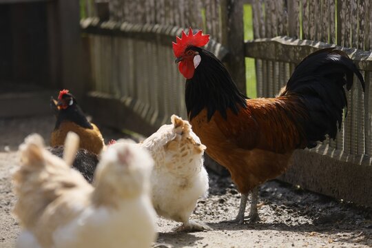 Vorwerk chicken, cock with hens, Germany