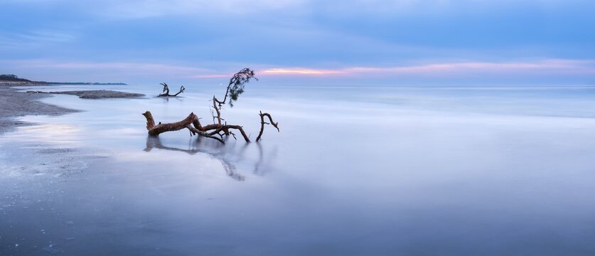 Panorama, long exposure, beach of the Baltic Sea with uprooted tree in winter, western beach Dar&szlig; after storm, peninsula Fischland-Dar&szlig;-Zingst, National Park Vorpommersche Boddenlandschaft, Mecklenburg-Western Pomerania, Germany