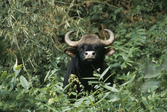 Gaur (Bos gaurus), male, Nilgiri mountains, Western Ghats, South India, India, Asia