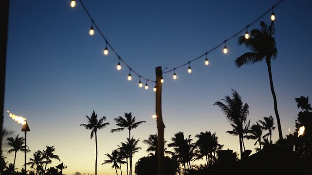 Video of Tropical Sunset with Palm Tree Silhouettes