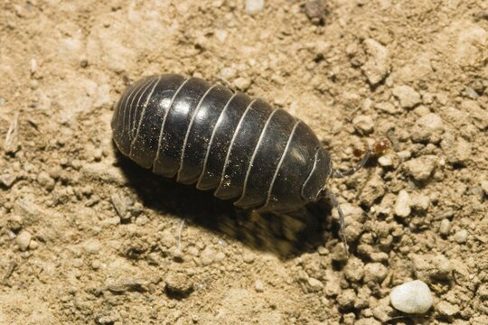 Pill Woodlouse (Armadillidium vulgare) walking, Greece, Europe