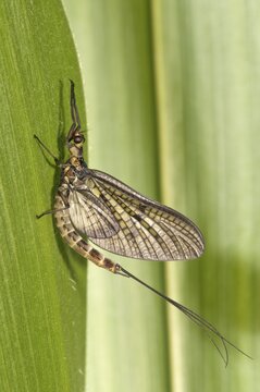 Mayfly or Green Drake (Ephemera danica), Untergroeningen, Baden-Wuerttemberg, Germany, Europe