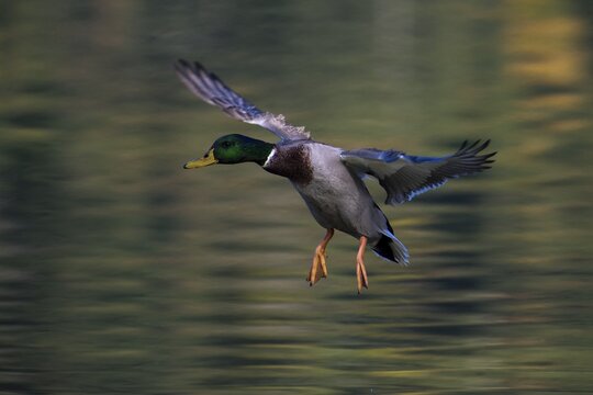 Mallard (Anas platyrhynchos), in flight over water surface, Germany