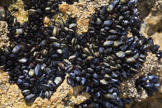 Blue mussels (Mytilus edulis), Algarve, Portugal, Europe