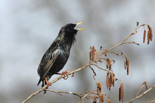 Starling (Sturnus vulgaris) courtship, singing on hazel, Allg&auml;u, Bavaria, Germany