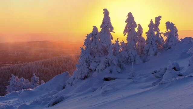 Snowy Spruces (Picea) on the winterly snowy chunk at sunset, winter, snow, resin, mountain, Schierke, Saxony-Anhalt, Germany