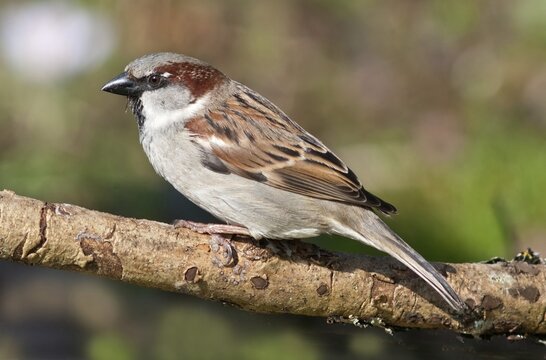 House Sparrow (Passer domesticus), male, Baden-W&uuml;rttemberg, Germany
