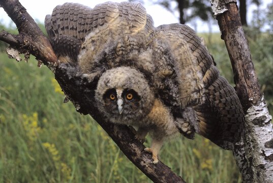 Long-eared Owl (Asio otus) Genus Asio, fledgling, threatening gesture