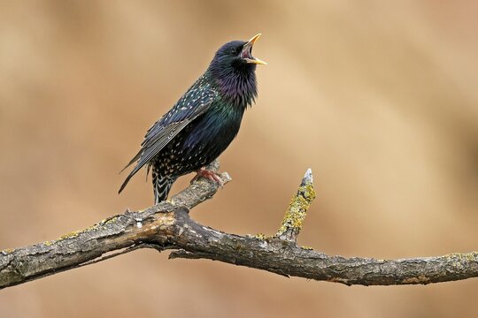 Starling (Sturnus vulgaris) singing on a branch, Germany