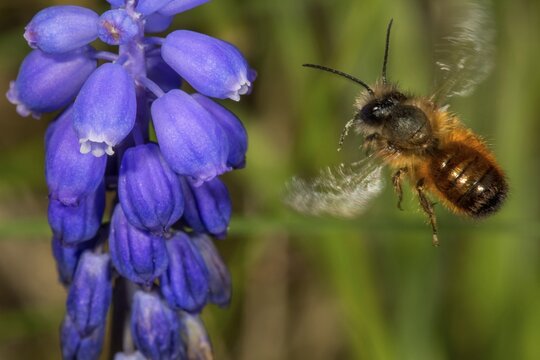 Rusty Red mason bee (Osmia bicornis) approaching grape hyacinth (Muscari armeriacum), Baden-W&uuml;rttemberg, Germany