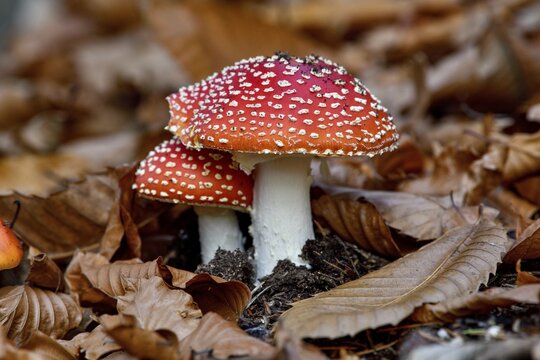 Fly agarics (Amanita muscaria) sprouting from autumn leaves, near Seebach, Ortenaukreis, Black Forest, Baden-W&uuml;rttemberg, Germany