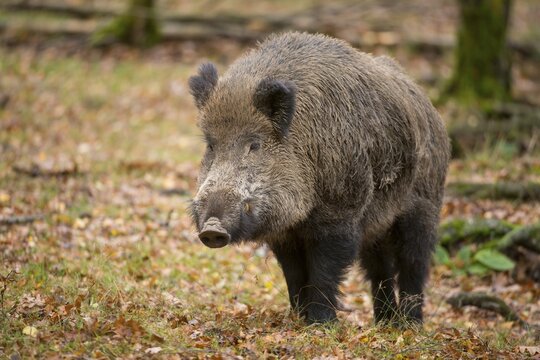 Wild Boar (Sus scrofa), tusker, captive, Saxony, Germany