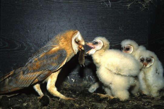 Barn Owl (Tyto alba) giving mouse to fledgling