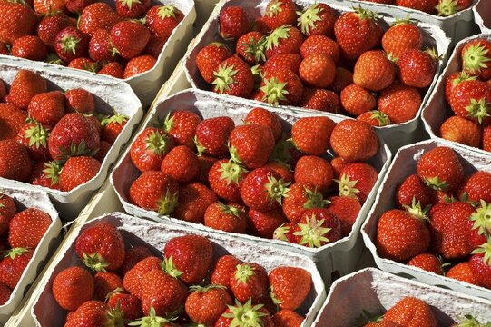 Freshly picked organically-grown strawberries in baskets
