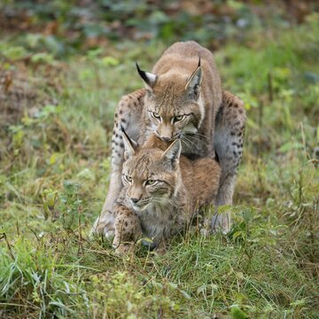 Eurasian Lynx (Lynx lynx), mating attempt of a young lynx, captive, Lower Saxony, Germany