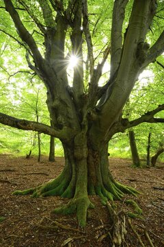 The sun shines through a huge Common beech (Fagus sylvatica) in the forest, old hut tree, Sababurg Primeval Forest, Reinhardswald, Hesse, Germany