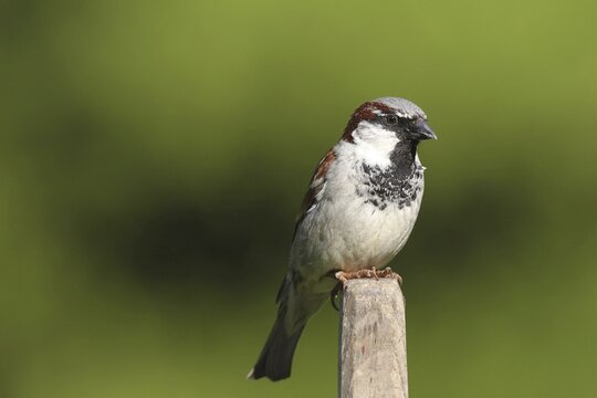 House Sparrow (Passer domesticus), male, Allg&auml;u, Bavaria, Germany