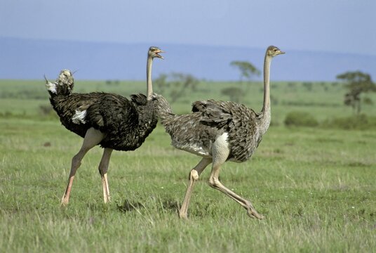 Ostrich pair walking through gras steppe Struthio camelus Masai Mara national reserve Kenya Ostafrika