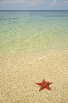 Red cushion sea star (Oreaster reticulatus), protected species, Playa Ancon beach, near Trinidad, Cuba, Caribbean
