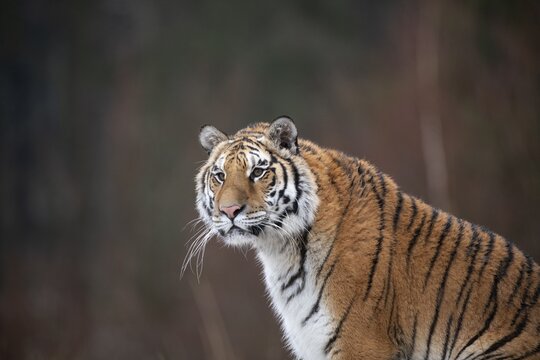 Siberian tiger (Panthera tigris altaica), sitting, animal portraitt, captive, Czech Republic