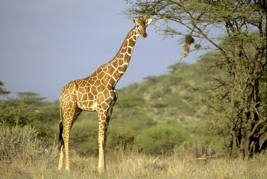 Recticulated giraffe standing at akacia Giraffa camelopardis Samburu National Park Kenya