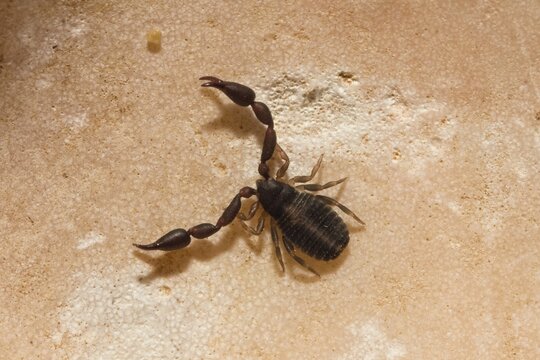 Book Scorpion (Chelifer cancroides), Peloponnese, Greece, Europe