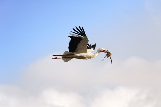 White Stork (Ciconia ciconia) in flight with nesting material in its beak, Teutoburg Forest Nature Park, North Rhine-Westphalia, Germany