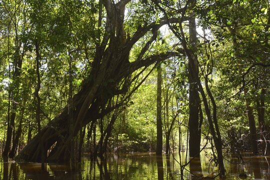 Giant rainforest tree in the flooded V&aacute;rzea forest, Mamirau&aacute; National Park, Manaus, Amazonas, Brazil