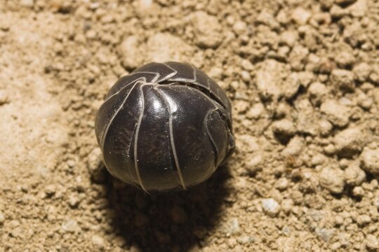 Pill Woodlouse (Armadillidium vulgare) curled up, Greece, Europe